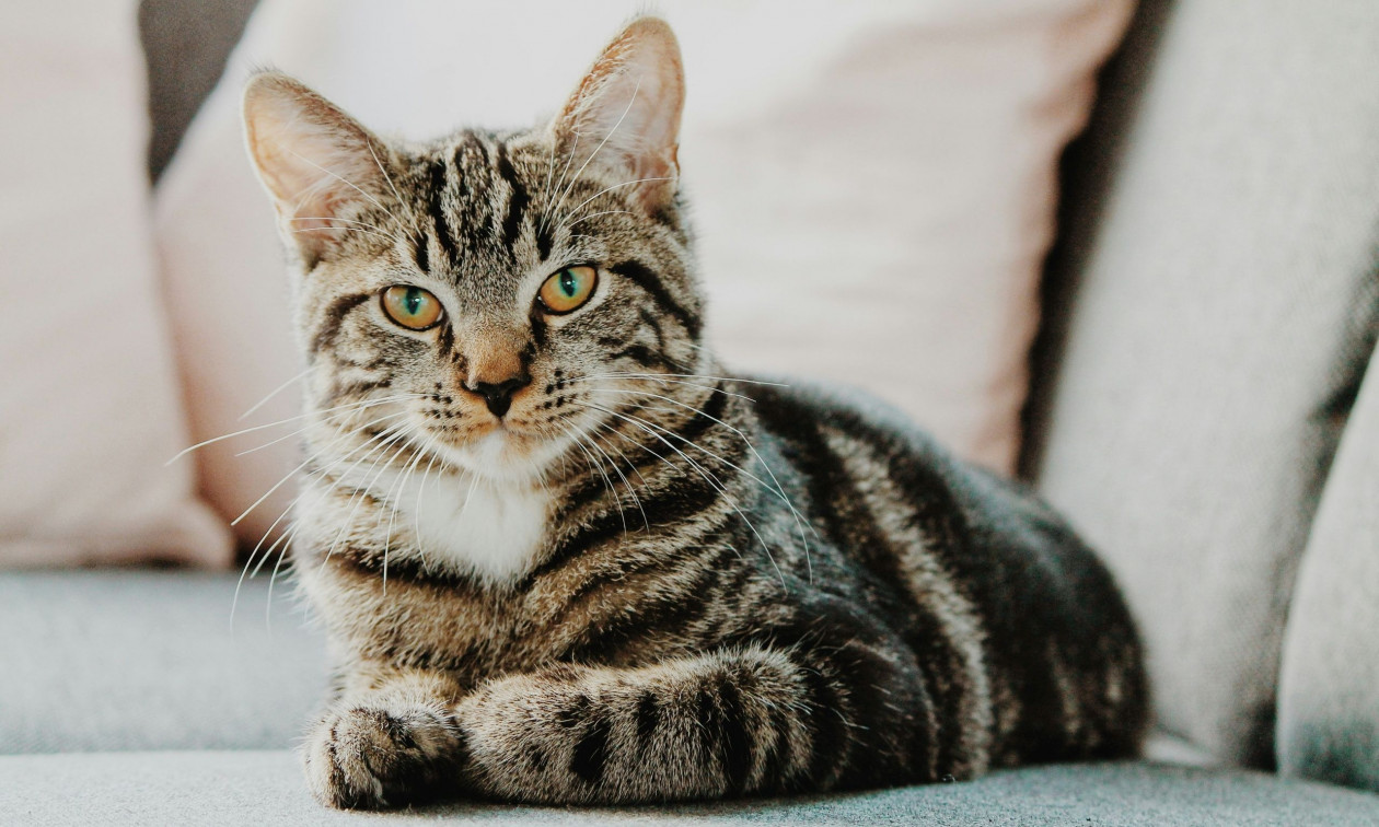 Κρατούσε εγκλωβισμένες 58 γάτες κάτω υπό άθλιες συνθήκες – Συνελήφθη και του επιβλήθηκε πρόστιμο