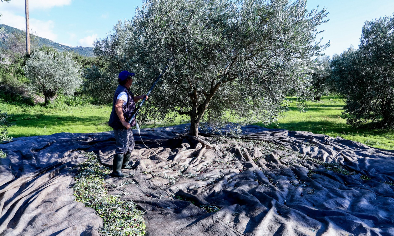 Φιλιατρά: Χειροπέδες σε τέσσερις εξαιτίας… GPS – Έκλεψαν ελαιόπανα αλλά ήταν «παγιδευμένα»