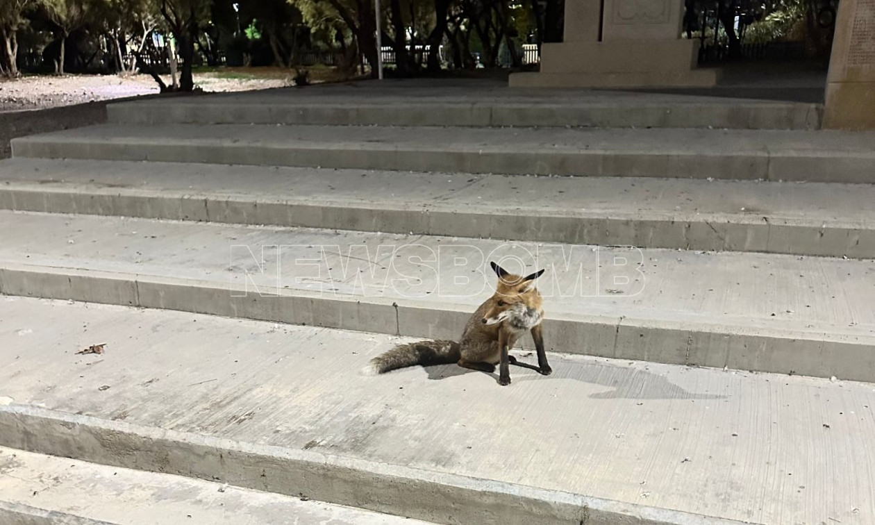 Μία αλεπού στη Μαρίνα Φλοίσβου – Αγνάντευε τη θάλασσα από τα σκαλιά