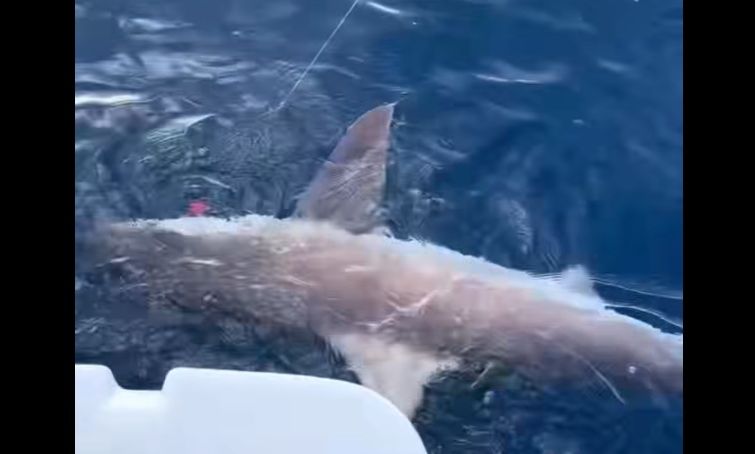Βίντεο: Καρχαρίας τριών μετρών εντοπίστηκε στην Αρκαδία – Ψαράς «πάλεψε» για να τον απελευθερώσει