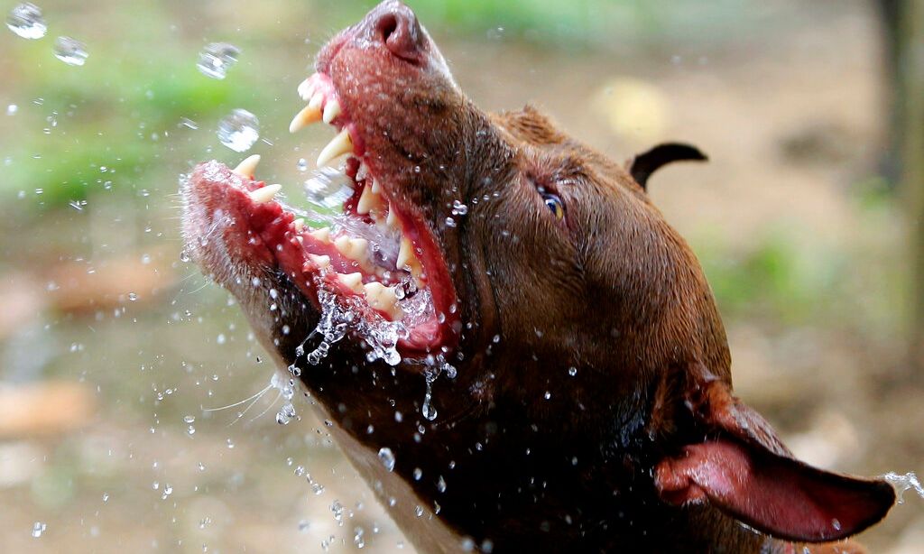 Βρετανία: Άγρια επίθεση σκύλου σε 5χρονο μπροστά στη μητέρα του – «Νόμιζα ότι ήταν νεκρός»