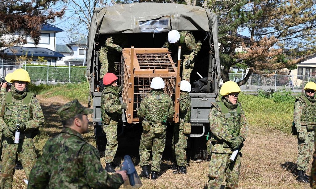 Ο «πόλεμος» της Ιαπωνίας με τις αρκούδες «δολοφόνους»: Στρατός, παγίδες και καμπάνες 