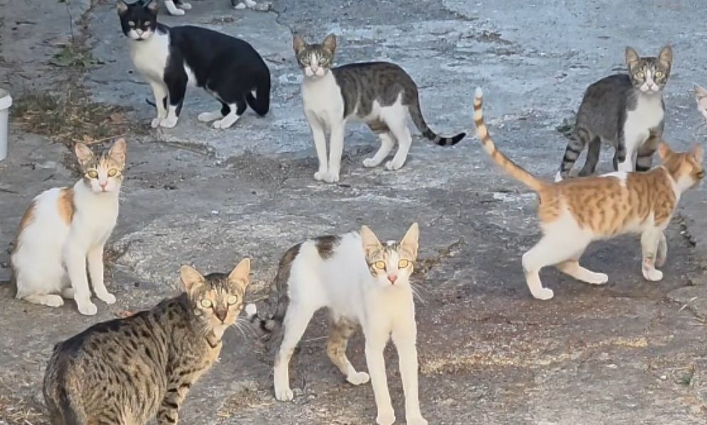 Δονούσα: Τρία χρόνια στη φυλακή και πρόστιμο 3.000 ευρώ στον 63χρονο που βασάνιζε γάτες