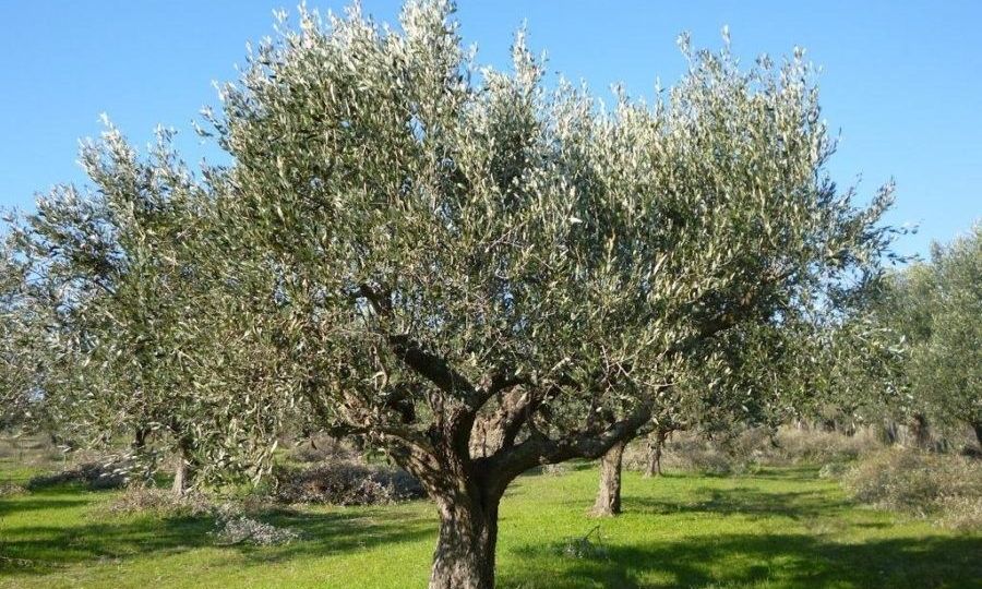 Σοκ στην Ηλεία: 70χρονος βρέθηκε κρεμασμένος σε ελιά – Ο αδελφός του είχε «φύγει» με παρόμοιο τρόπο