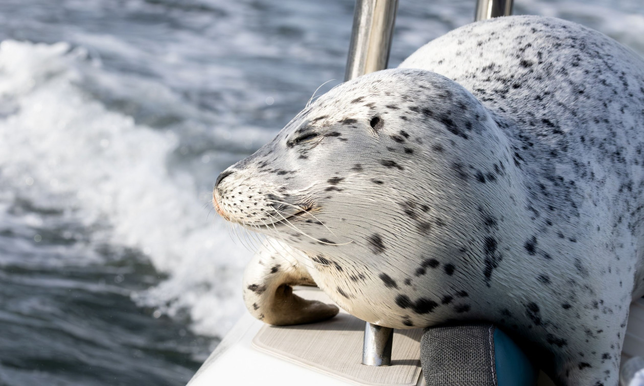 Η στιγμή που φώκια σκαρφαλώνει σε σκάφος για να σωθεί από όρκες – Δείτε βίντεο