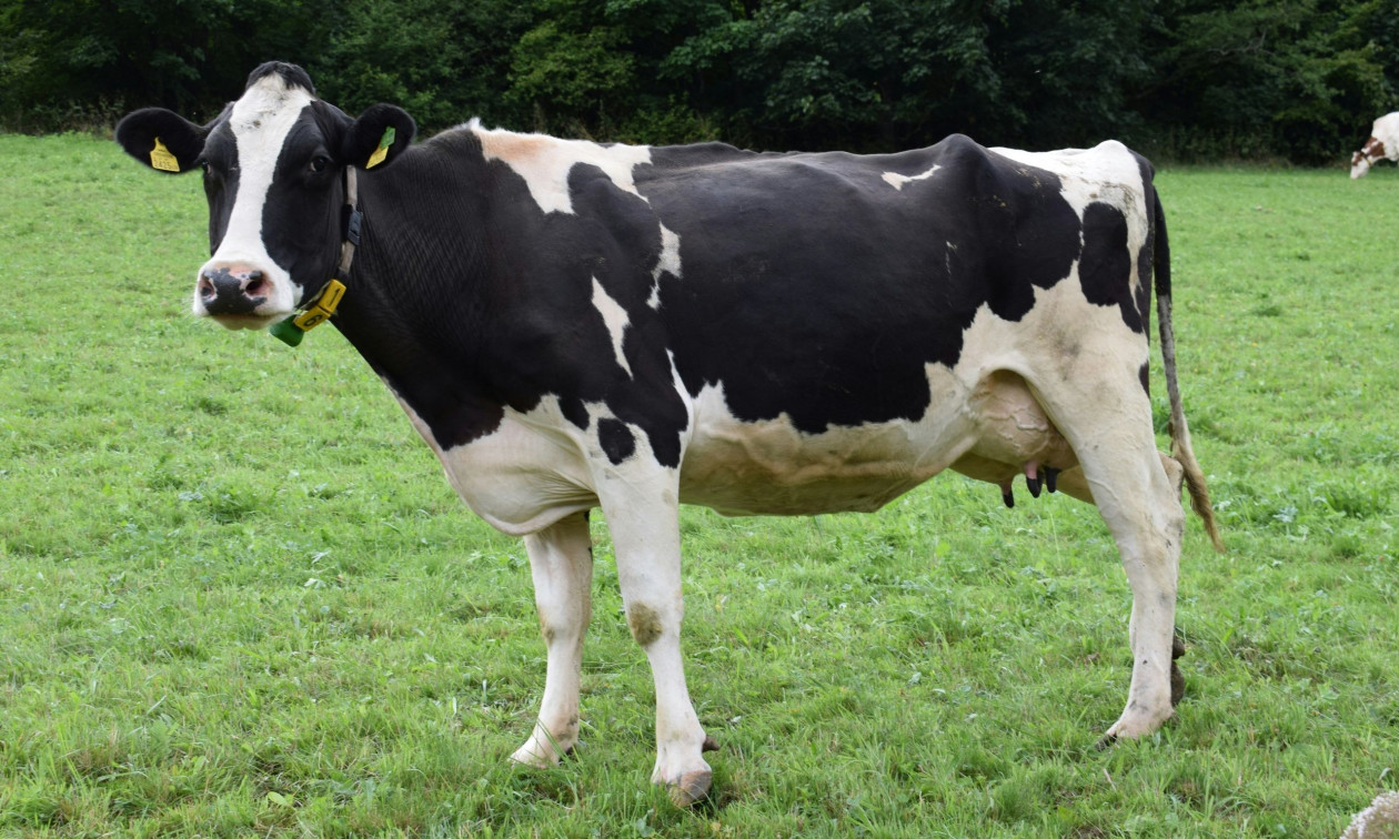 Τουρκία: Τουλάχιστον 58 αγελάδες πέθαναν πάνω σε πλοίο που τις μετέφερε στη χώρα