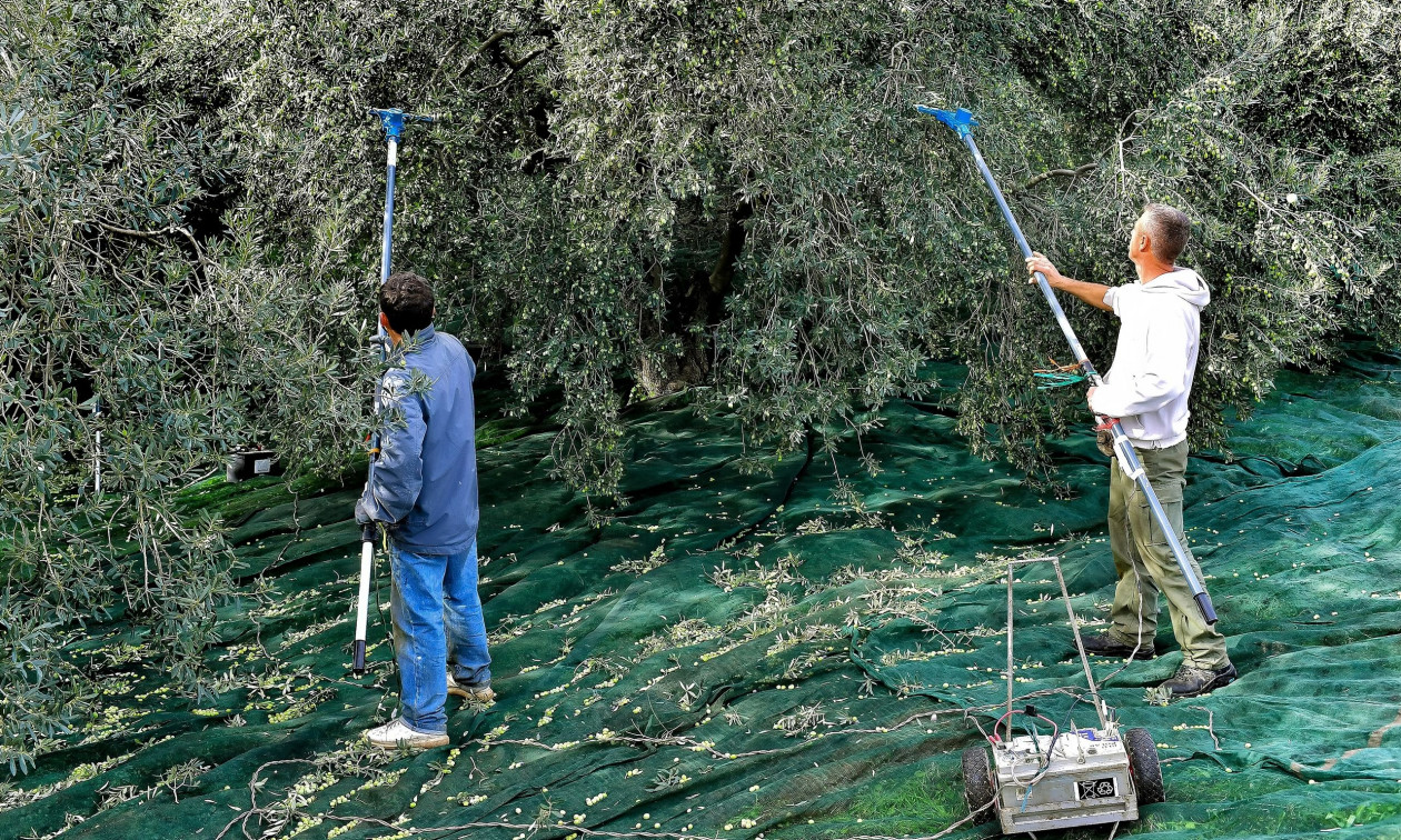 Κρήτη: Άρχισαν οι κλοπές από τα χωράφια με τα ελαιόδεντρα – Πού «χτύπησαν» οι επιτήδειοι