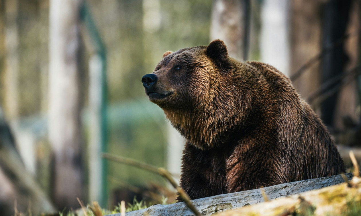 Κτηνωδία στη Δράμα: Εντοπίστηκε νεκρή και αποκεφαλισμένη αρκούδα στο Λιβαδερό