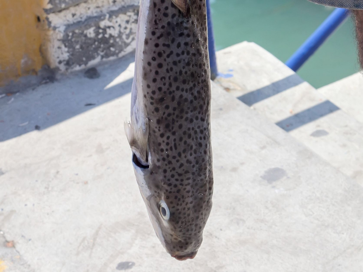 Συναγερμός στην παραλία της Βάρκιζας: Εντοπίστηκαν λαγοκέφαλοι