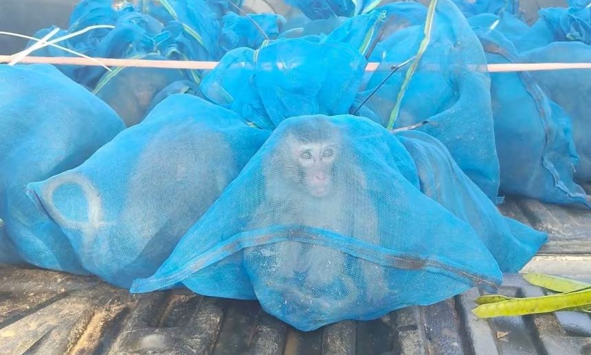 Ταϊλάνδη: Συνελήφθησαν δύο άνδρες για λαθρεμπορία προστατευόμενων άγριων ζώων