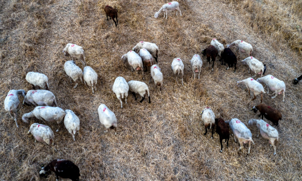 Λαμία: Χειροπέδες σε 65χρονο βοσκό – Αγνόησε τις απαγορεύσεις για την εξάπλωση της ευλογιάς