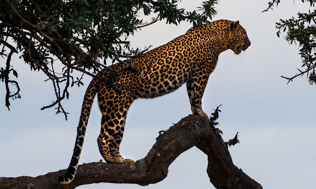 Η λεοπάρδαλη επιστρέφει στη Νότια Αφρική ύστερα από 170 χρόνια