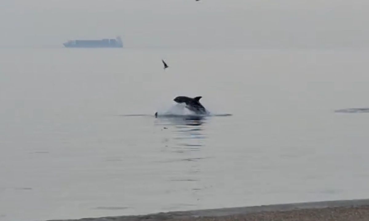 Θεσσαλονίκη: Δελφίνια εμφανίστηκαν στον Θερμαϊκό – Δείτε βίντεο