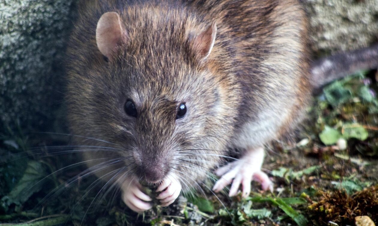 Αναστάτωση στον Βόλο: Αρουραίοι εμφανίστηκαν σε σχολικό συγκρότημα στο κέντρο της πόλης