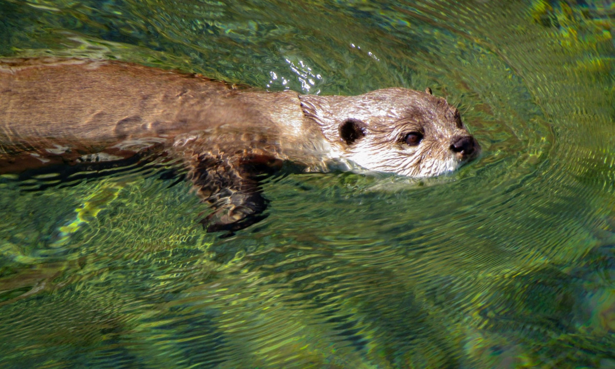 Συγκινητική διάσωση ενυδρίδας: Οικολόγοι την επανένωσαν με τη μητέρα της χάρη σε τεχνική ήχου