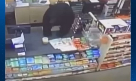 Τρομακτικό βίντεο: Μαύρη αρκούδα κυνηγάει 11χρονο μέσα σε κατάστημα
