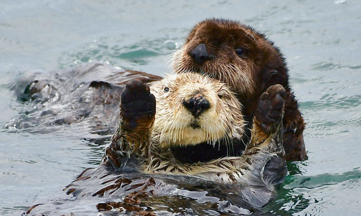 Καλιφόρνια: Η συγκινητική στιγμή που ενυδρίδα επανενώνεται με το μικρό της – Δείτε βίντεο