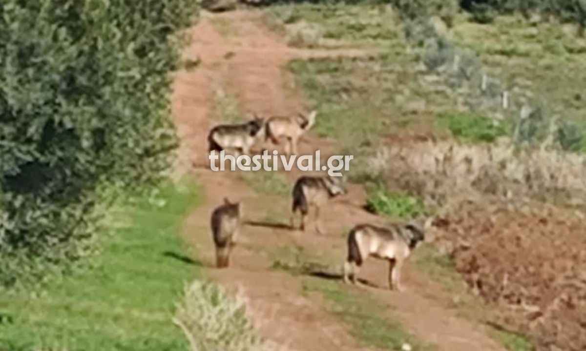 Συναγερμός στη Χαλκιδική: Αγέλη λύκων τριγυρνά μια ανάσα από τα σπίτια – Ανήσυχοι οι κάτοικοι