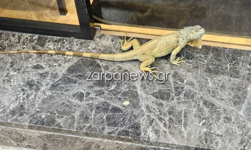 Χανιά: Τεράστιο ιγκουάνα έκανε βόλτες στο κέντρο της πόλης