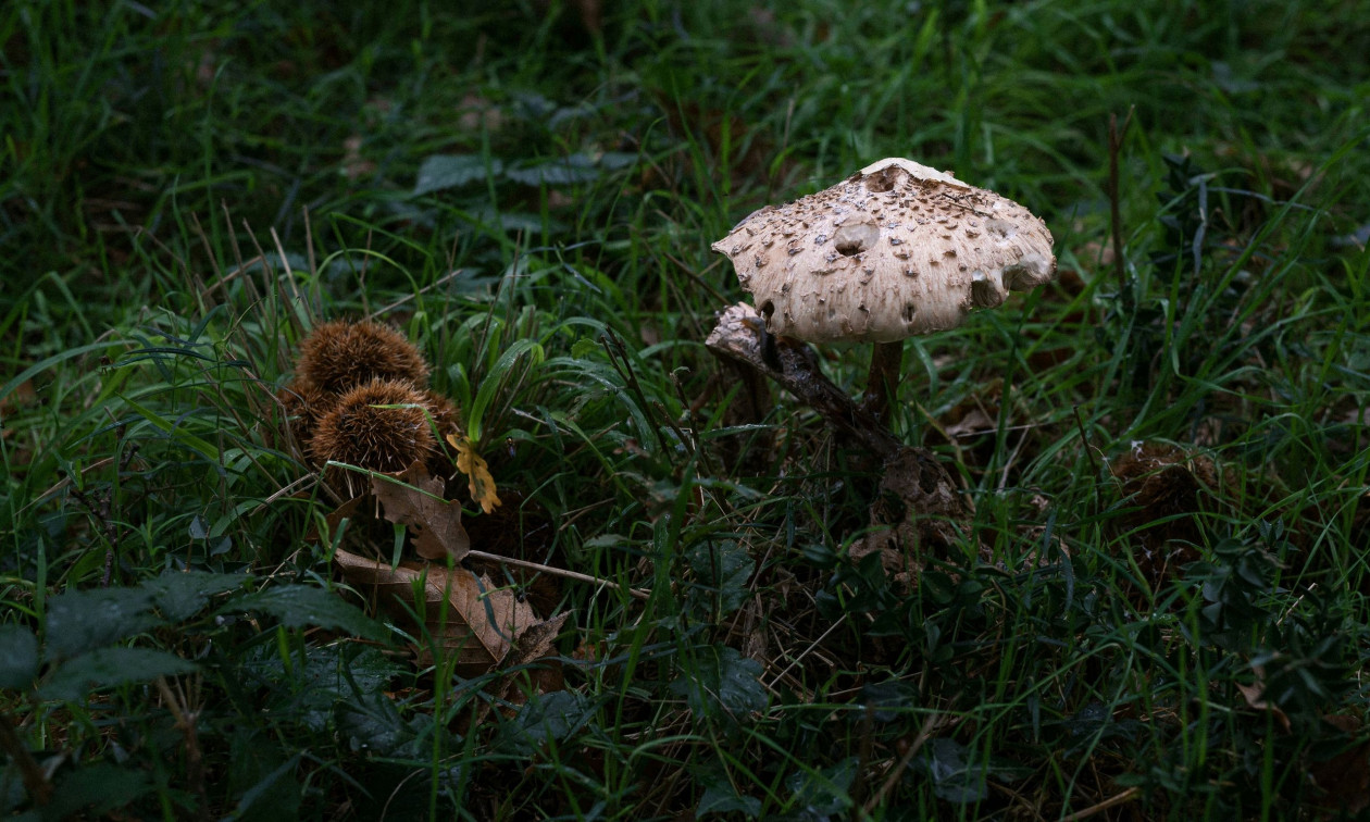 Θεσσαλονίκη: Νοσηλεύεται σε σοβαρή κατάσταση το ζευγάρι που κατανάλωσε τοξικά μανιτάρια