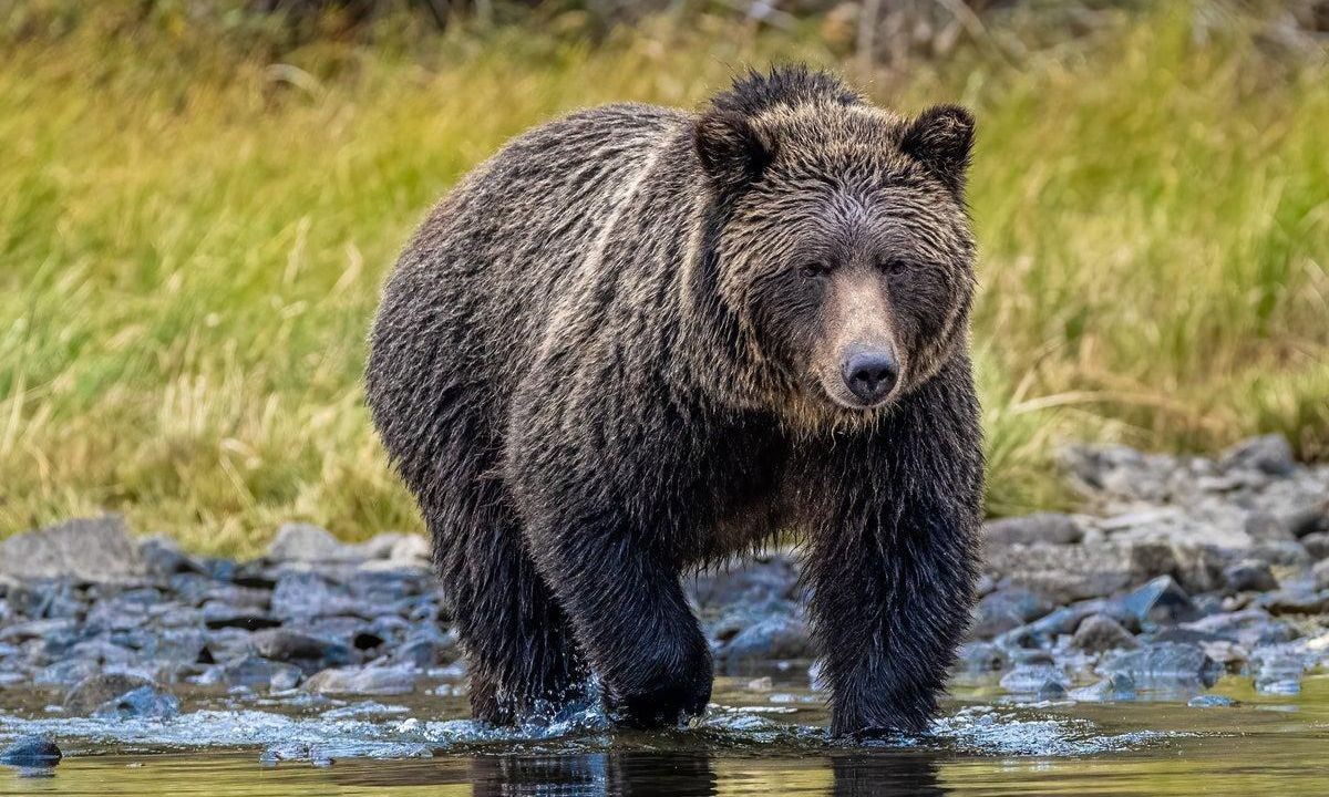 Αρκούδα επιτέθηκε σε μαθητές στον Καναδά: 11 τραυματίες, δύο εκ των οποίων σοβαρά