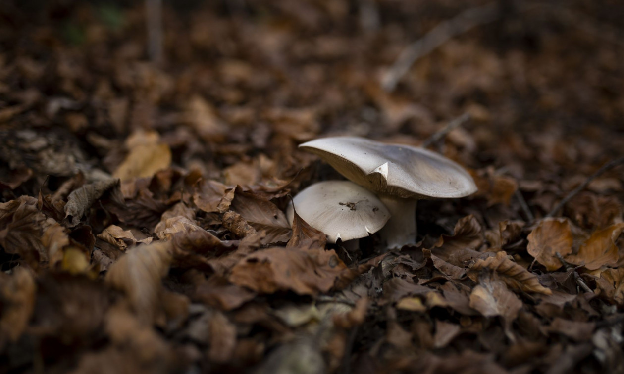 Στην Ιταλία το ζευγάρι που κατανάλωσε δηλητηριώδη μανιτάρια – Αναζητούνται μοσχεύματα