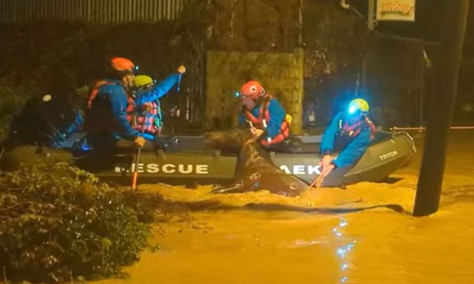 Φιλιππιάδα: Περιπετειώδης επιχείρηση απεγκλωβισμού αλόγου από τις πλημμύρες – Δείτε το βίντεο
