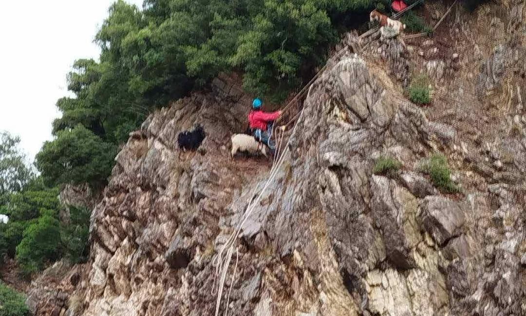 Ευρυτανία: Μεγάλη επιχείρηση για κατσίκες που είχαν εγκλωβιστεί σε βράχια