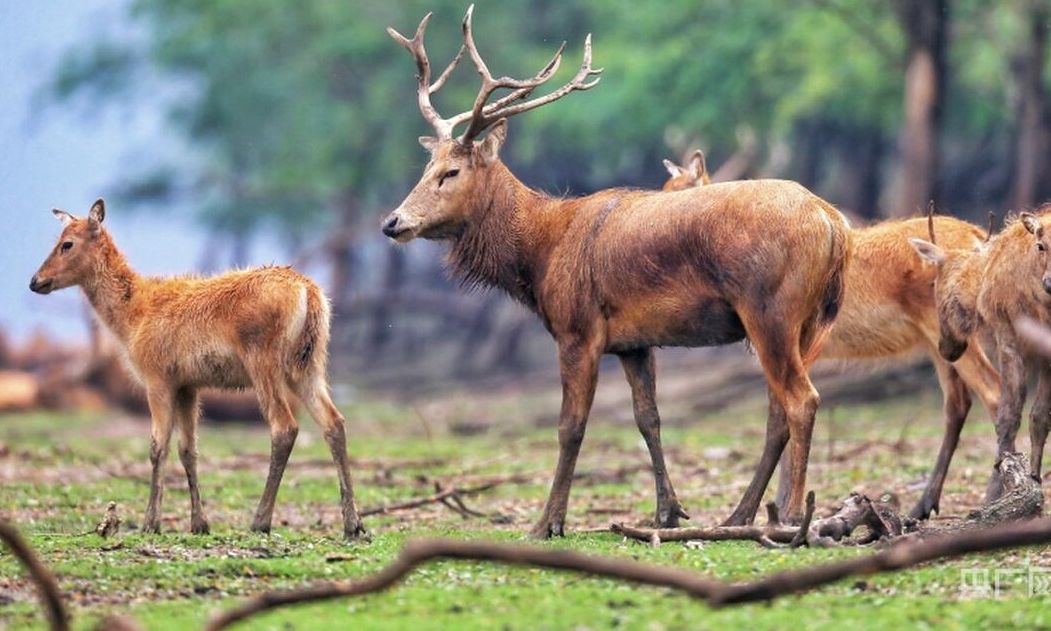 Εξετάζεται η επαναλειτουργία εκτροφείου ελαφιών στην Πάρνηθα για να σωθούν από τους λύκους