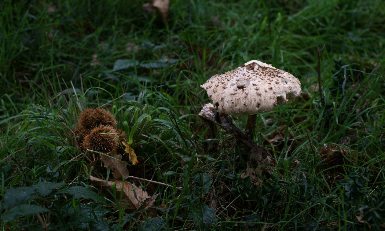 Στην Ιταλία για μεταμόσχευση το ζευγάρι που κατανάλωσε τοξικά μανιτάρια – «Σε κρίσιμη κατάσταση»