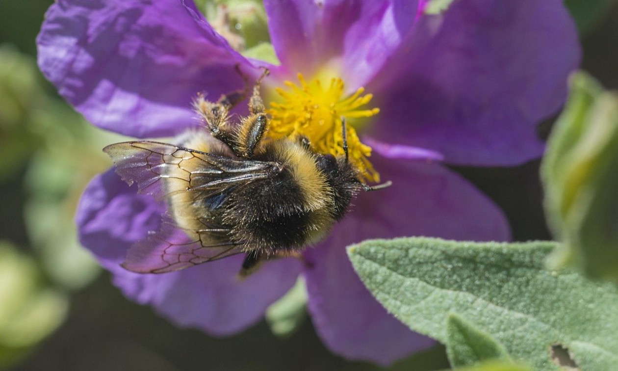 Τραγωδία στο Δομοκό: 50χρονος πέθανε μετά από τσίμπημα μέλισσας