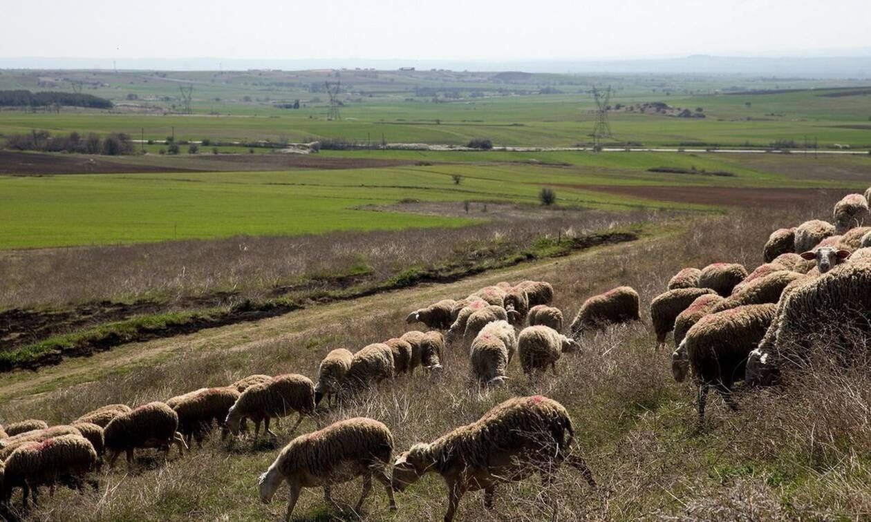 Νέα έκτακτη στήριξη των κτηνοτρόφων λόγω ζωονόσων ύψους 56 εκατ. ευρώ
