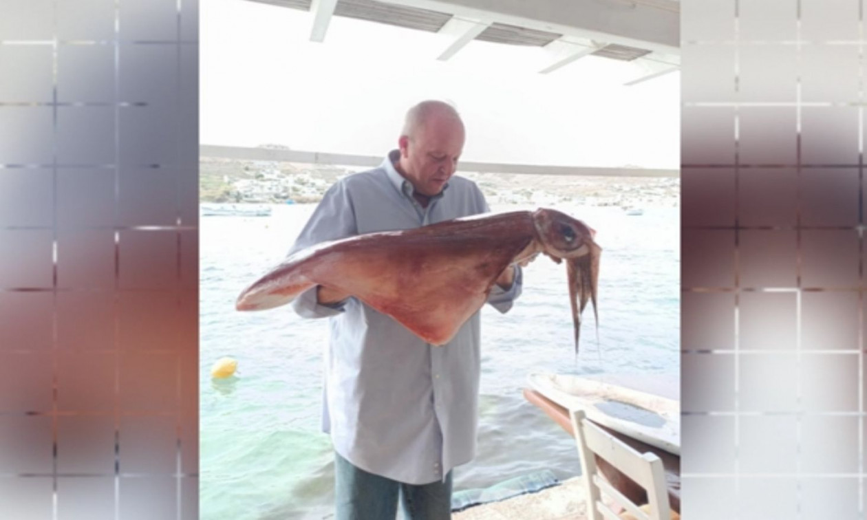 Δύο καλαμάρια γίγαντες εμφανίστηκαν στη Μύκονο – Δείτε βίντεο