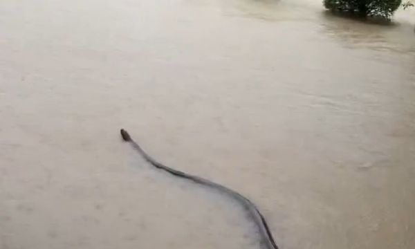 Τρομακτική στιγμή στην Ταϊλάνδη: Τεράστιο φίδι κολυμπούσε σε πλημμυρισμένο δρόμο – Δείτε βίντεο