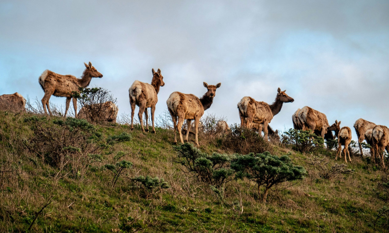 Καλιφόρνια: Σπάνιο είδος ελαφιού επιστρέφει στους λόφους έπειτα από δεκαετίες