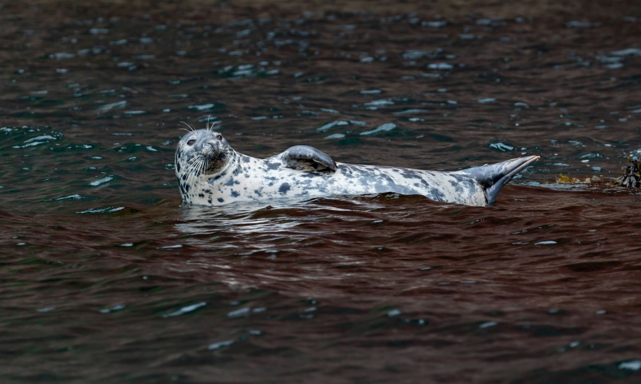 Αγγλία: Κάμερα μεταδίδει ζωντανά για πρώτη φορά την περίοδο αναπαραγωγής γκρίζων φωκιών