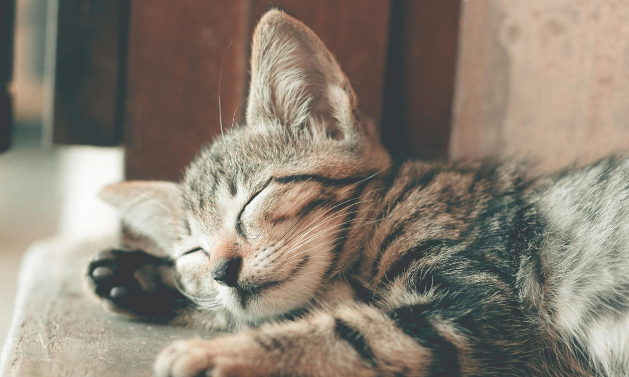 Έρευνα αλλάζει όλα όσα ξέραμε για τις γάτες: Πού και ποτε εξημερώθηκαν οι πιστοί μας φίλοι