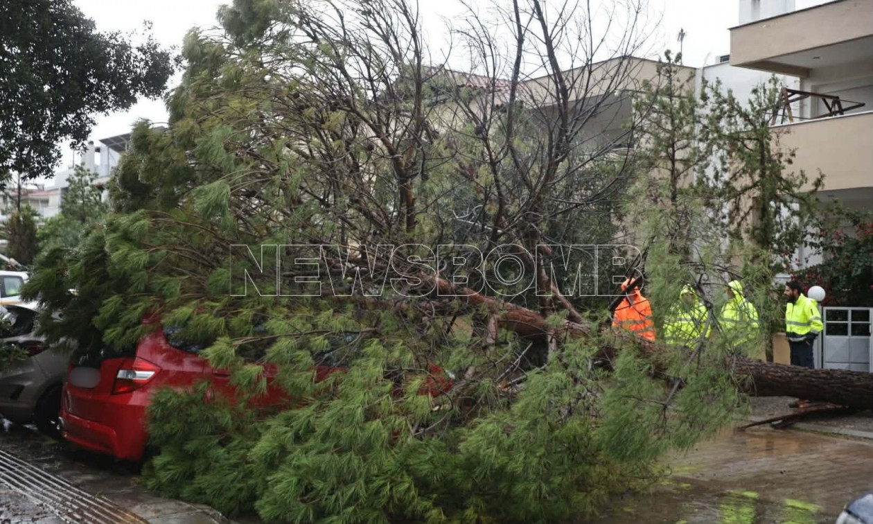 Κακοκαιρία «Adel»: Δέντρο έπεσε πάνω σε αυτοκίνητα στο Μαρούσι – Φωτογραφίες