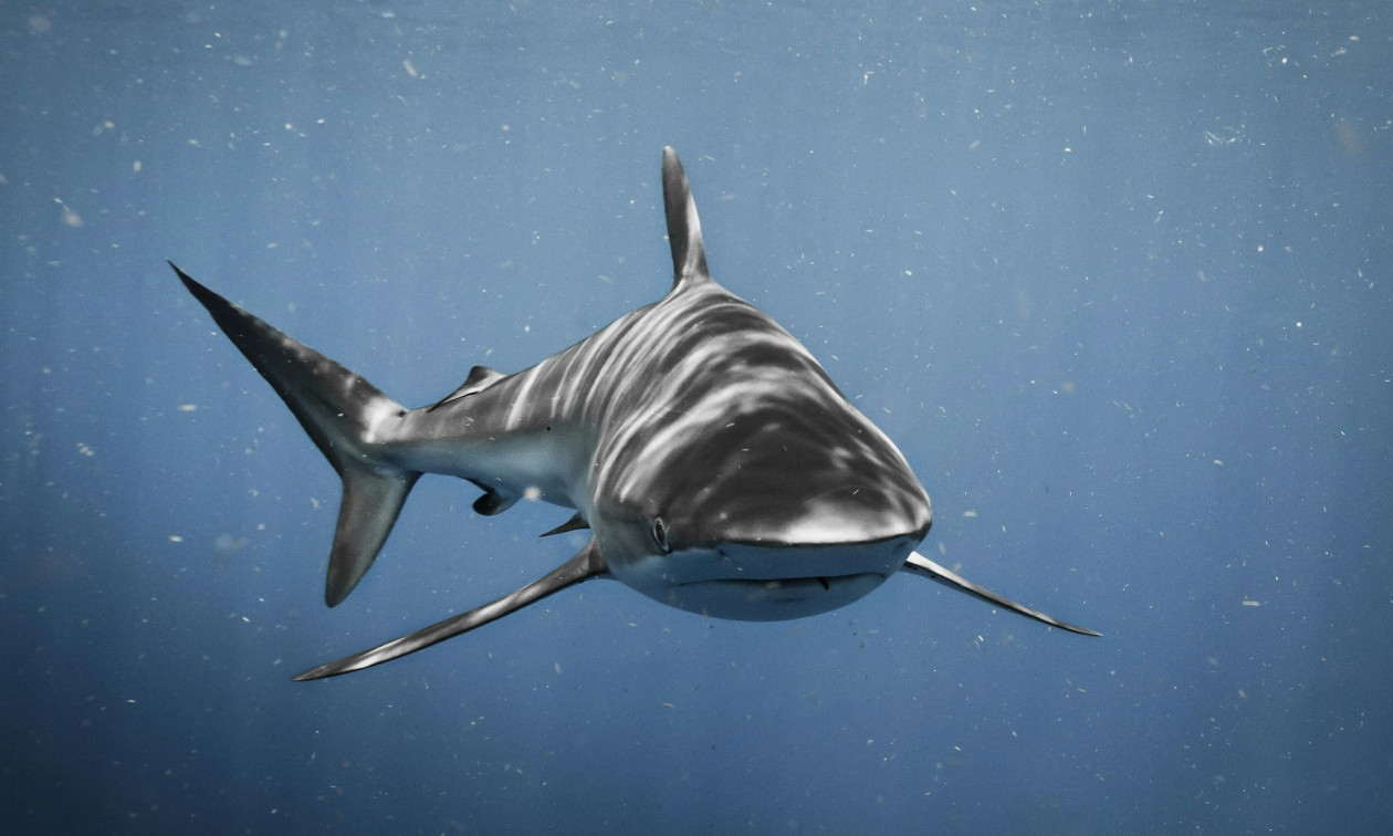 Αυστραλία: Επιτήρηση με drones σε παραλία μετά τη φονική επίθεση καρχαρία – Νεκρή 20χρονη