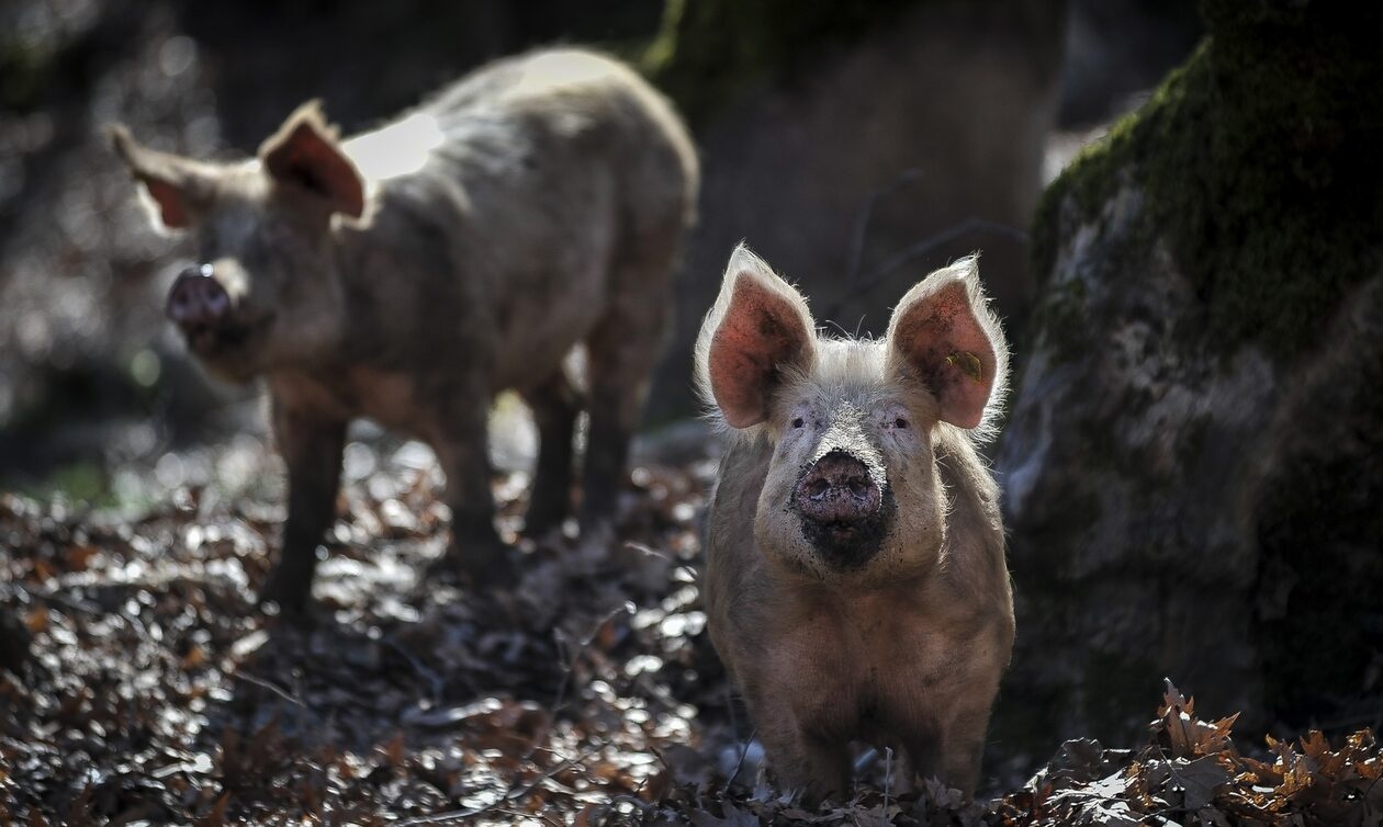 Ανησυχία στην Ισπανία: Εμφανίστηκαν έπειτα από 31 χρόνια κρούσματα αφρικανικής πανώλης των χοίρων