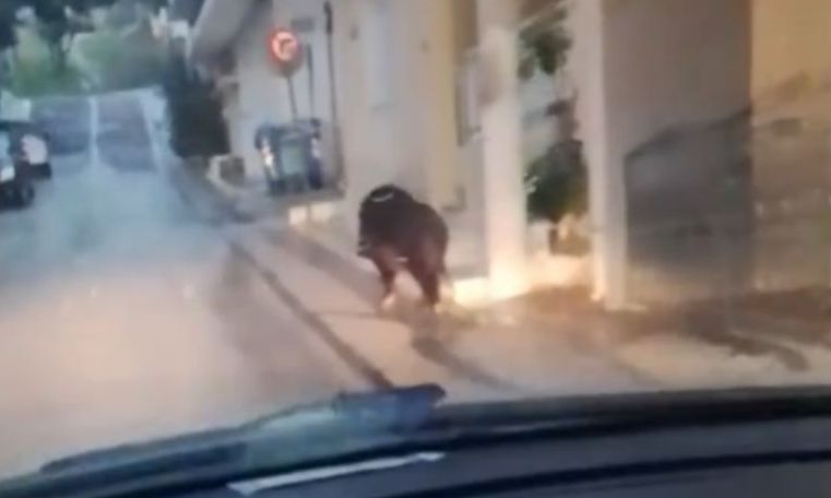 Αγριογούρουνο ή σκύλος; Τεράστιο ζώο «κάνει βόλτες» στο Περιστέρι