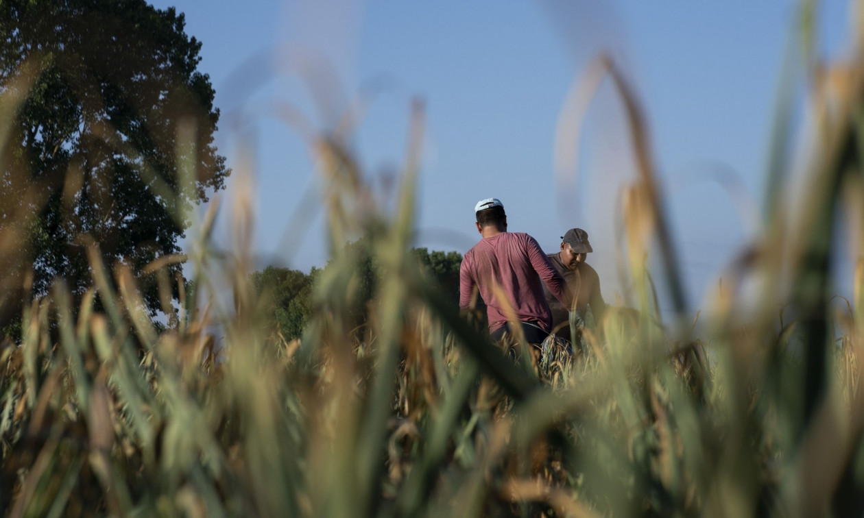 Επιπλέον 1,2 δισ. ευρώ για τους αγρότες έως το τέλος του έτους – Διευκρινίσεις από την κυβέρνηση