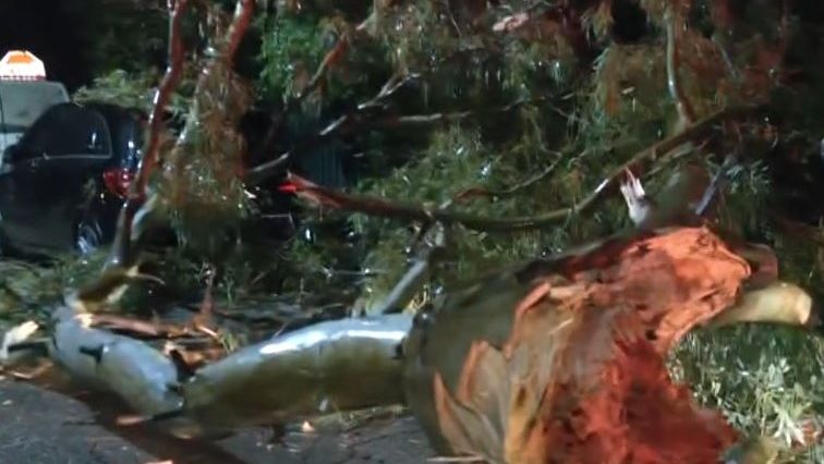 Κακοκαιρία Adel: Πτώσεις δέντρων σε Κηφισιά, Πειραιά και Κερατσίνι από την νυχτερινή καταιγίδα