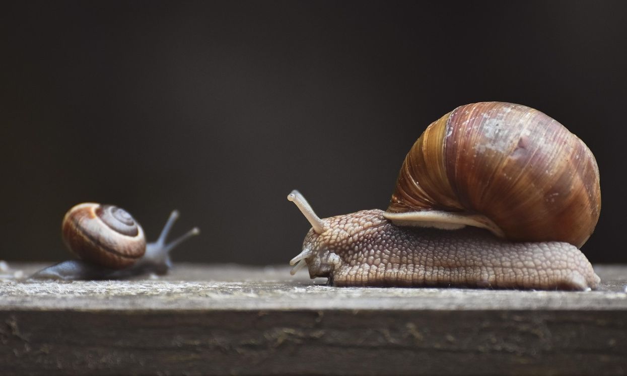 Έκλεψαν σαλιγκάρια αξίας άνω των 86.000 ευρώ από εκτροφέα στη Γαλλία