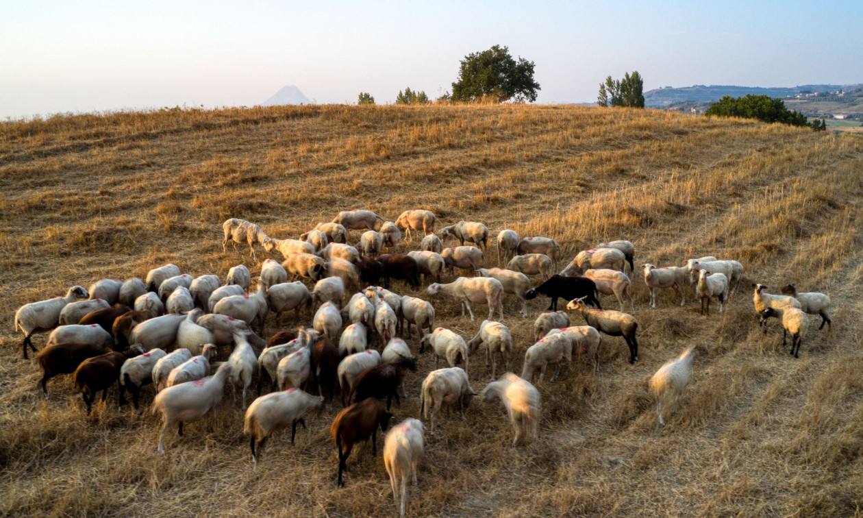 ΑΑΔΕ: 8.000 παράνομα εμβόλια από την Τουρκία εντοπίστηκαν σε αυτοκίνητο