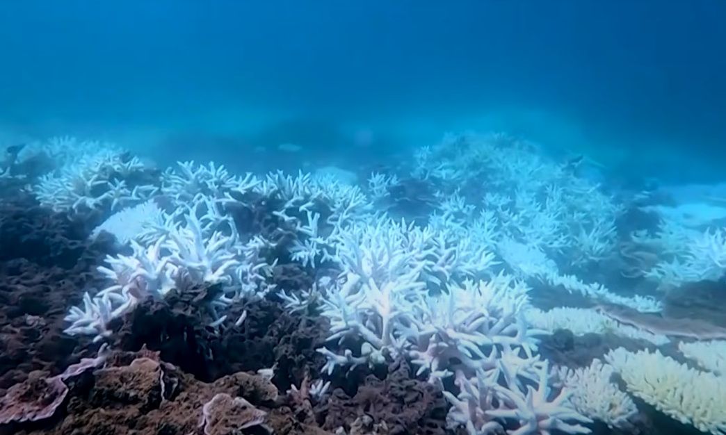 Ρομπότ με καθοδήγηση τεχνητής νοημοσύνης φυτεύει «μικρά κοράλλια» στον Μεγάλο Κοραλλιογενή Ύφαλο