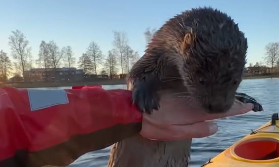 Απίστευτη αφοσίωση: Πώς μια ενυδρίδα ανταποδίδει την καλοσύνη στον άνθρωπο που την έσωσε – Βίντεο