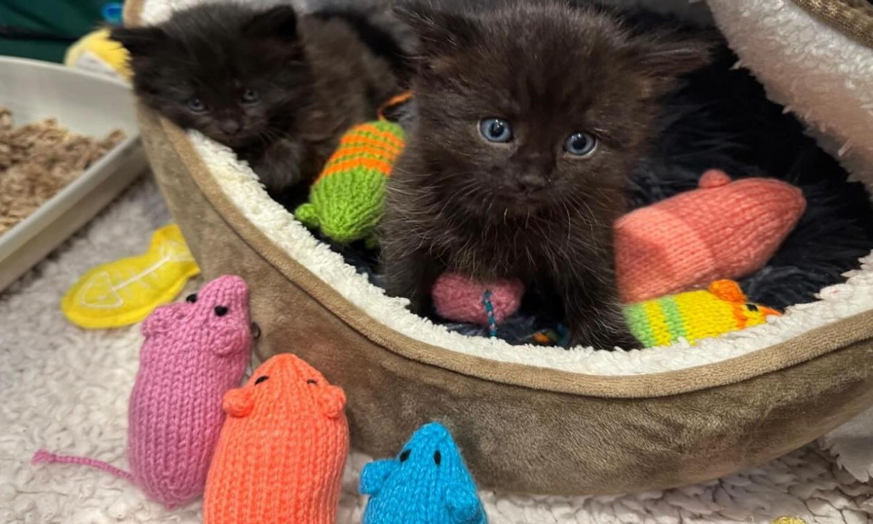 Ηνωμένο Βασίλειο: Αναγνώστες περιοδικού δώρισαν χιλιάδες πλεκτά ποντίκια σε καταφύγια γατών