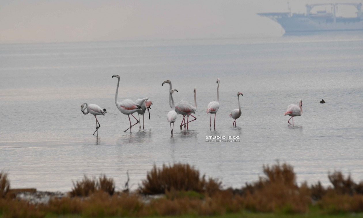 Χειμωνιάτικη επίσκεψη σμήνους φλαμίνγκο στο Ναύπλιο – Δείτε βίντεο και φωτογραφίες