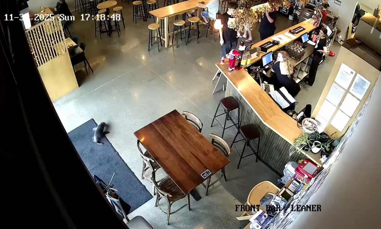 Φώκια μπήκε σε… μπαρ στη Νέα Ζηλανδία – Δείτε φωτογραφίες